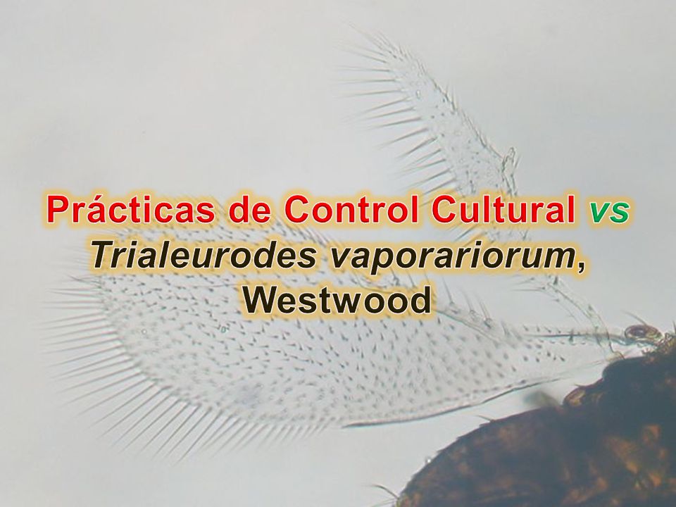 Prácticas de Control Cultural vs Trialeurodes vaporariorum, Westwood