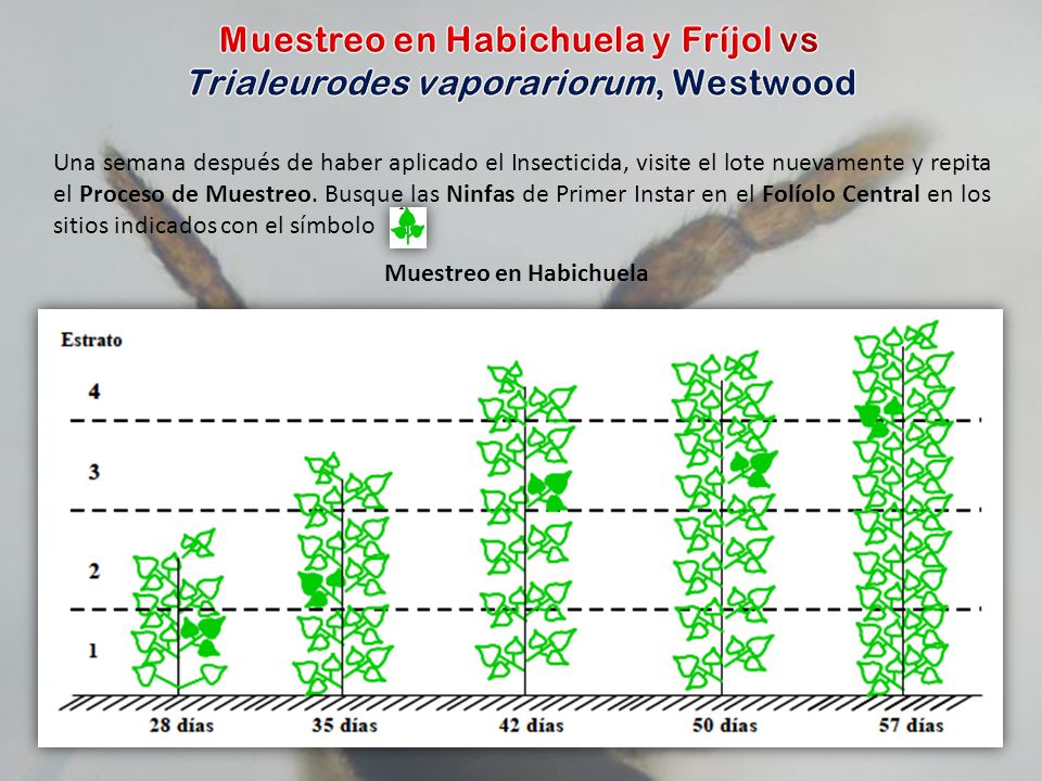 Muestreo en Habichuela y Fríjol vs Trialeurodes vaporariorum, Westwood