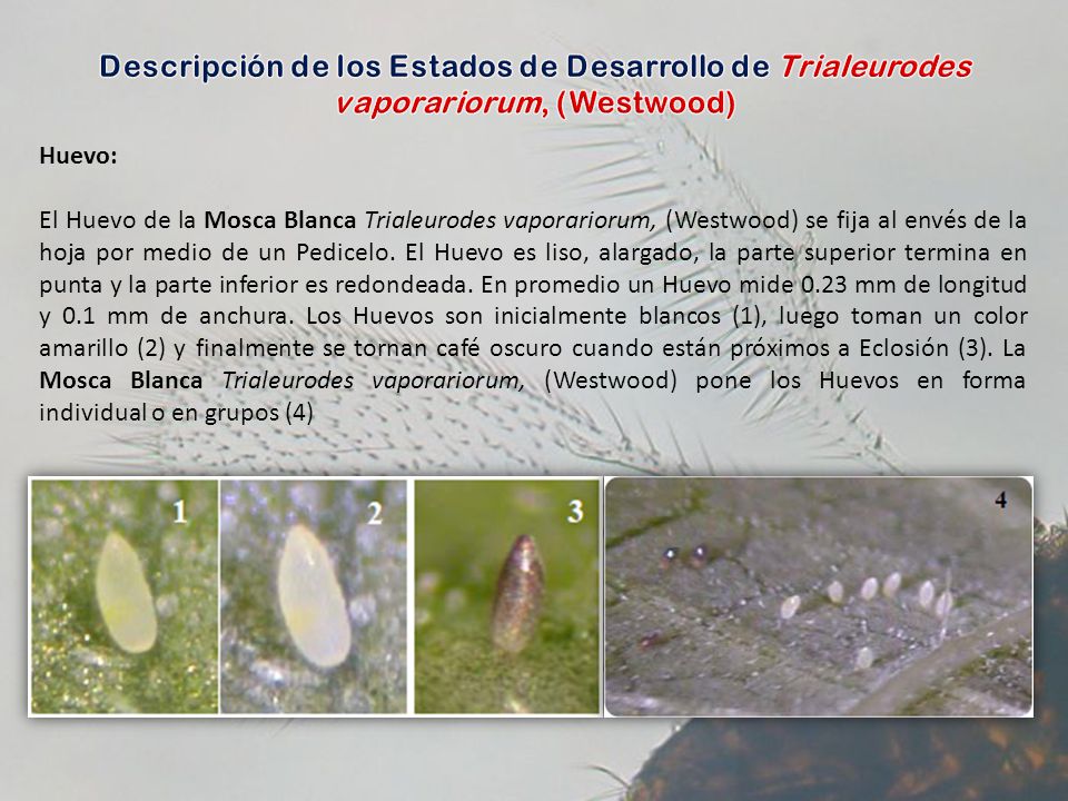 Descripción de los Estados de Desarrollo de Trialeurodes vaporariorum, (Westwood)