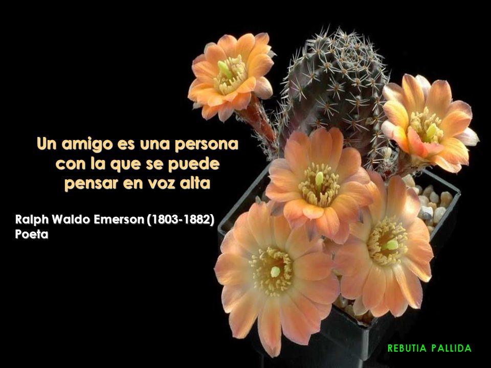 Un amigo es una persona con la que se puede pensar en voz alta