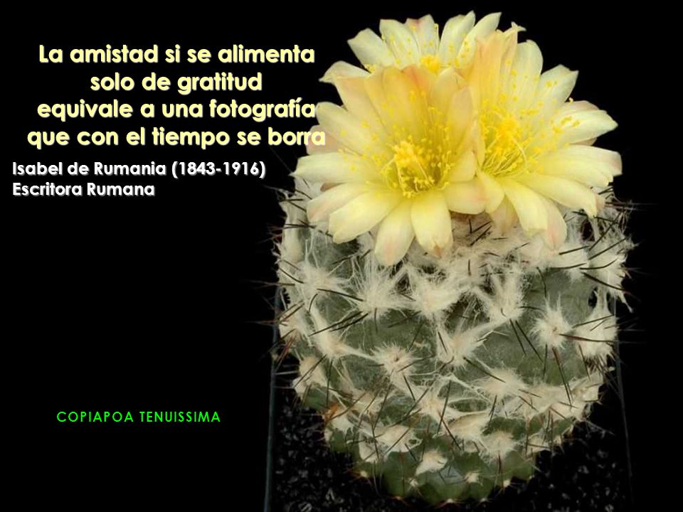 La amistad si se alimenta solo de gratitud equivale a una fotografía