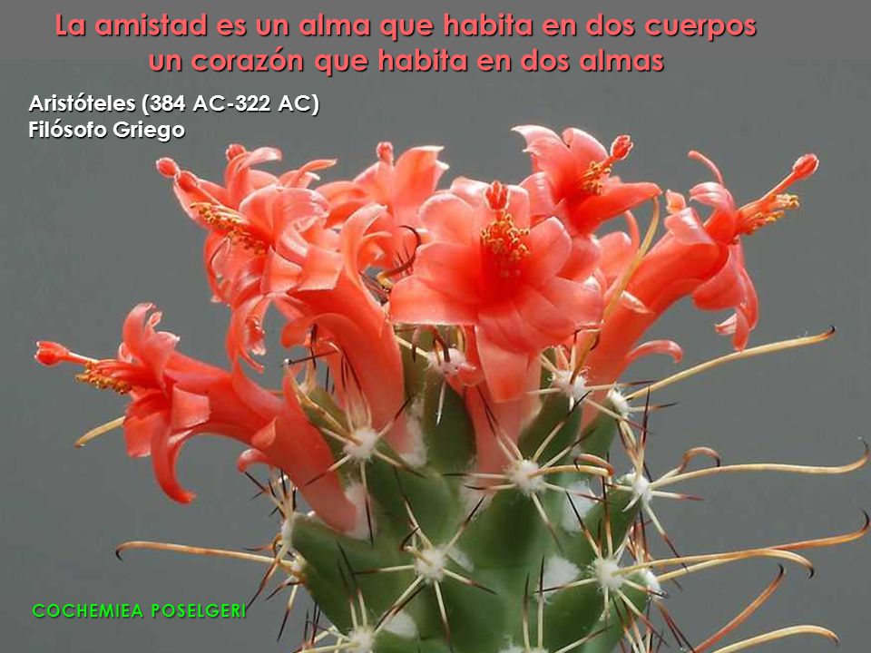 La amistad es un alma que habita en dos cuerpos