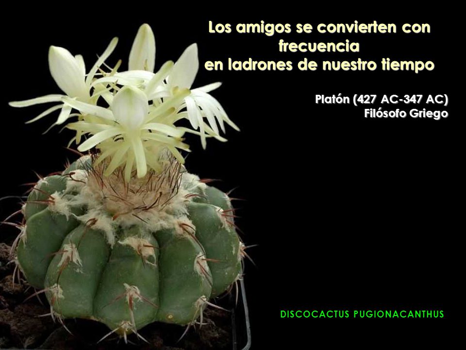 Los amigos se convierten con frecuencia en ladrones de nuestro tiempo