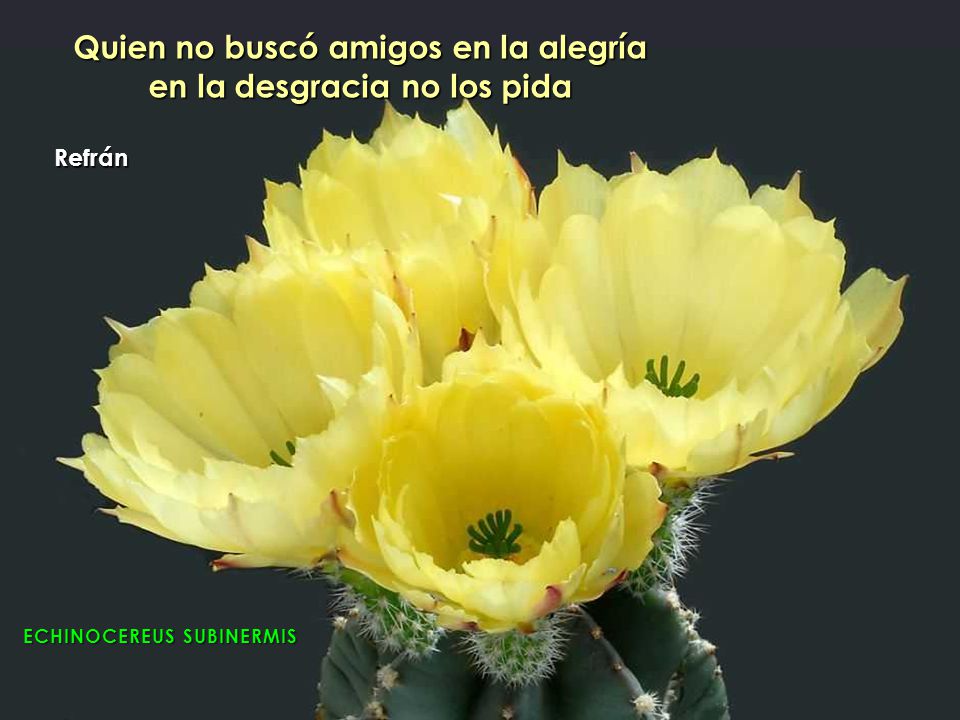 Quien no buscó amigos en la alegría en la desgracia no los pida