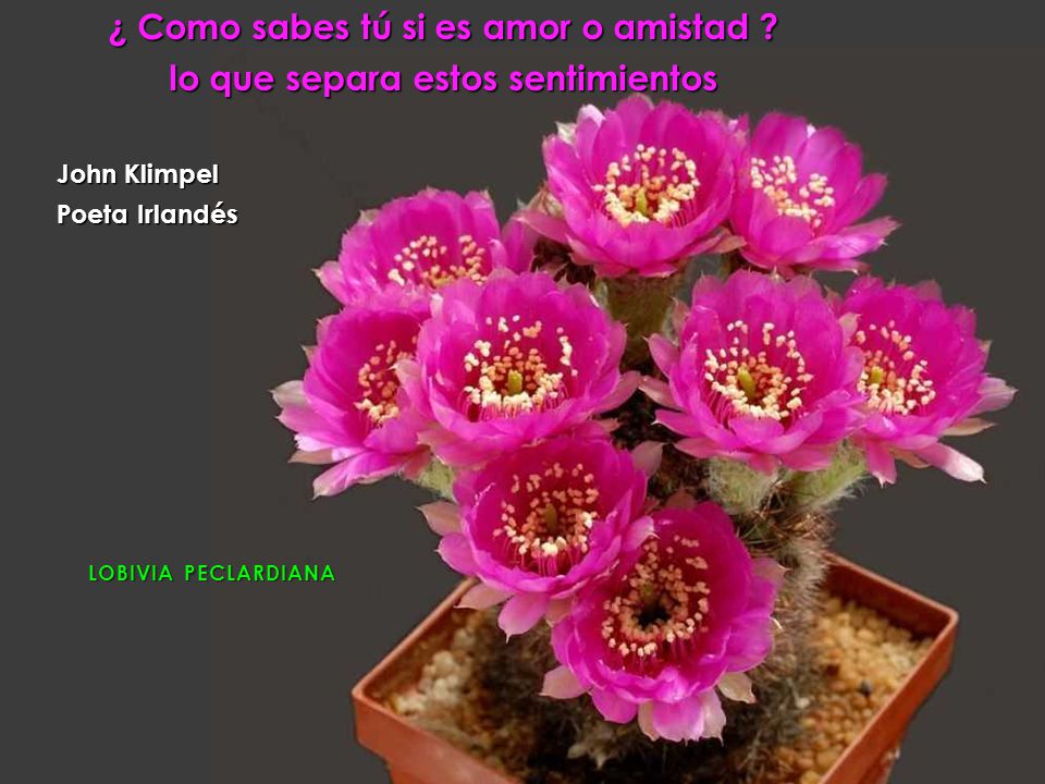 ¿ Como sabes tú si es amor o amistad