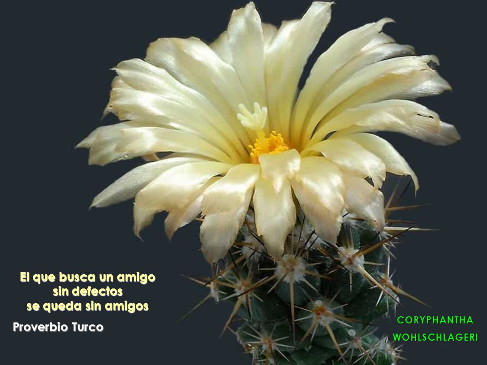 El que busca un amigo sin defectos se queda sin amigos