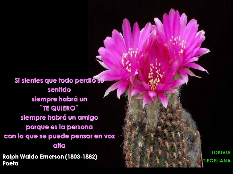 Si sientes que todo perdió su sentido siempre habrá un ¨TE QUIERO¨