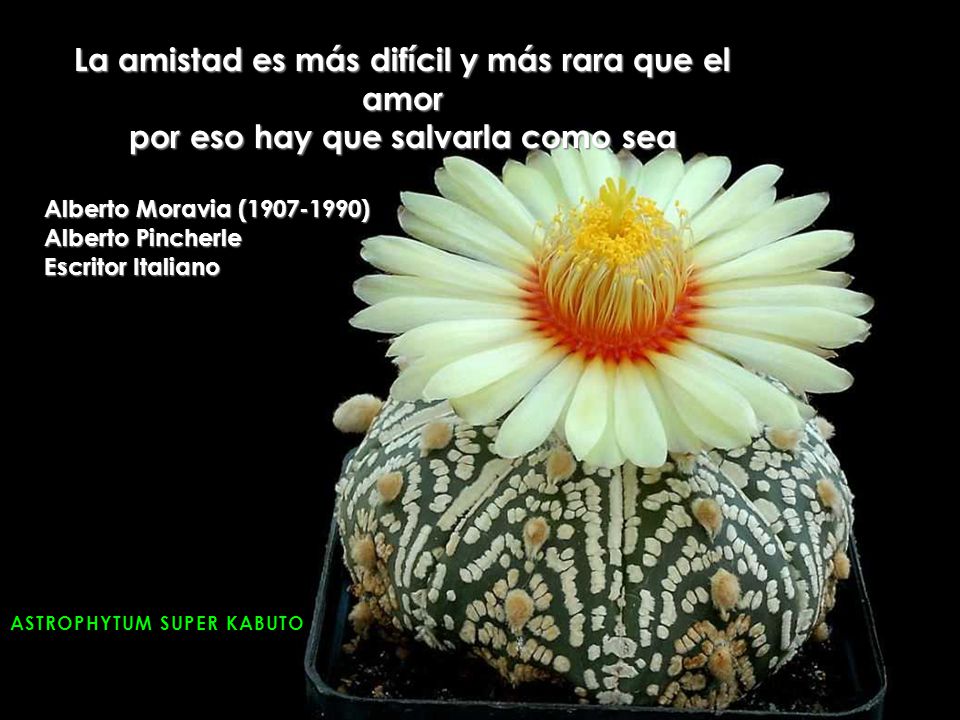 La amistad es más difícil y más rara que el amor