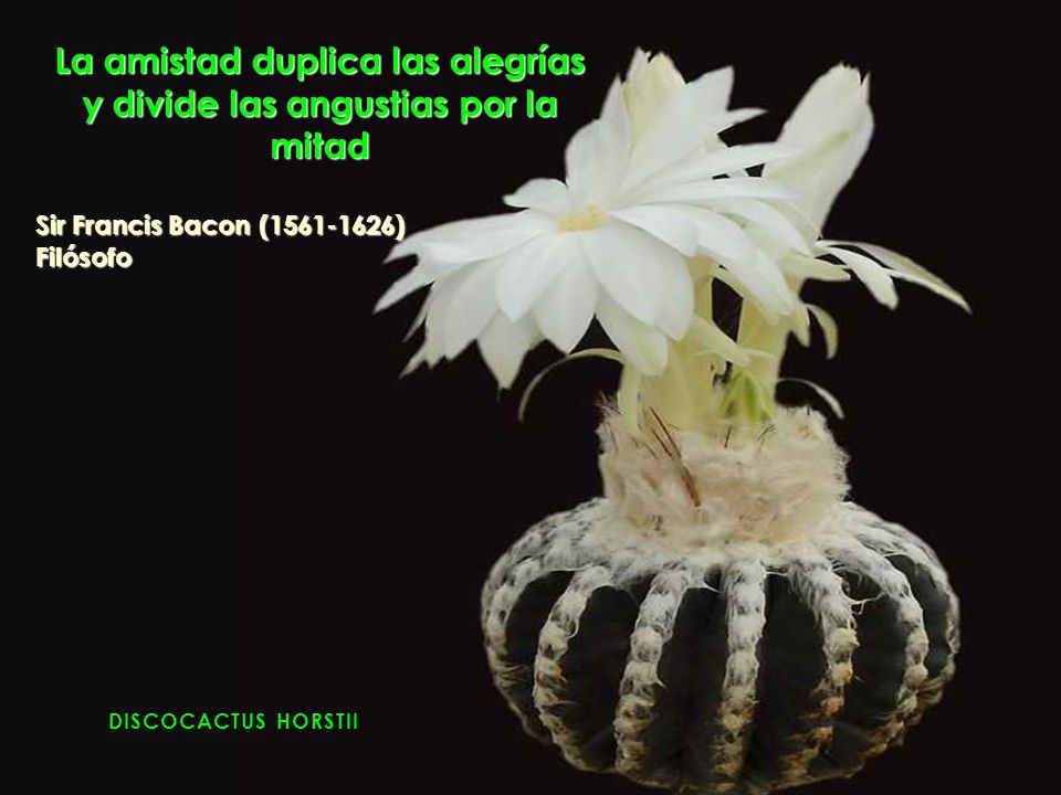 La amistad duplica las alegrías y divide las angustias por la mitad