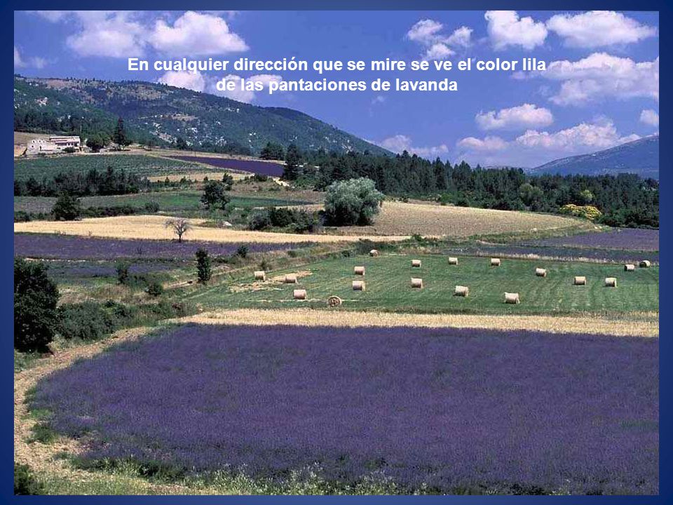 En cualquier dirección que se mire se ve el color lila de las pantaciones de lavanda