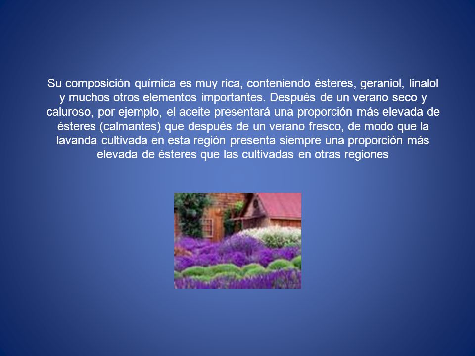 Su composición química es muy rica, conteniendo ésteres, geraniol, linalol y muchos otros elementos importantes.