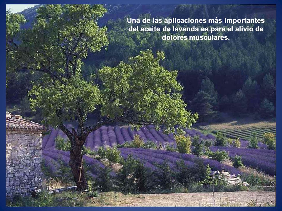 Una de las aplicaciones más importantes del aceite de lavanda es para el alivio de dolores musculares.