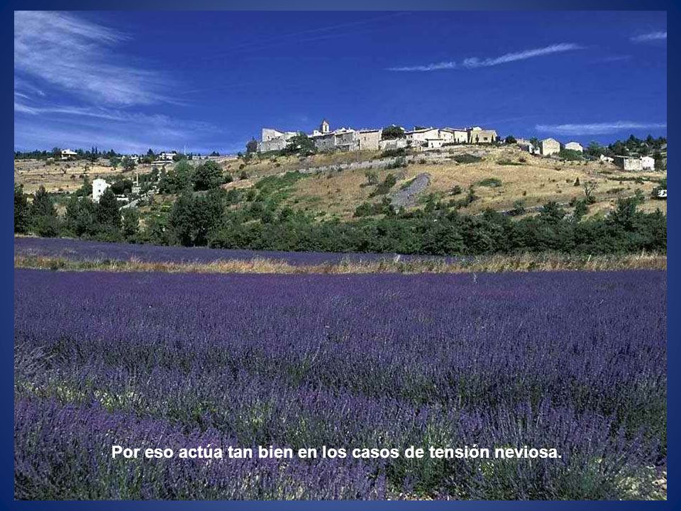 Por eso actúa tan bien en los casos de tensión neviosa.