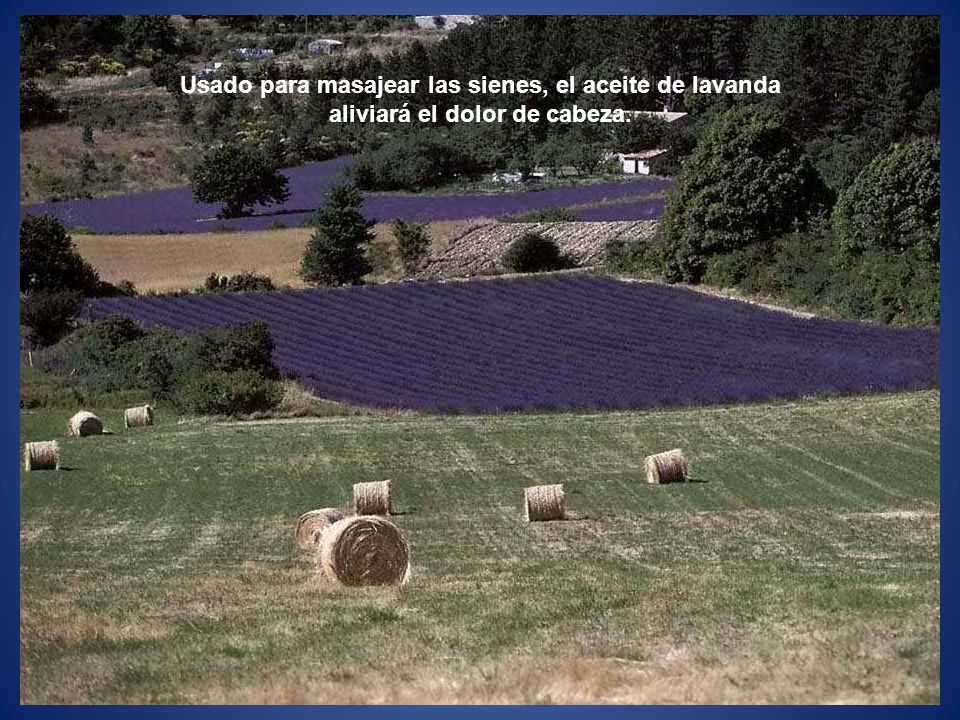 Usado para masajear las sienes, el aceite de lavanda aliviará el dolor de cabeza.