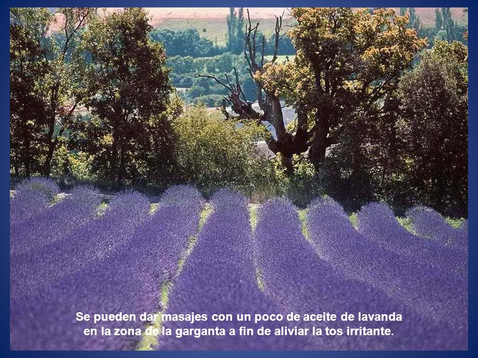Se pueden dar masajes con un poco de aceite de lavanda en la zona de la garganta a fin de aliviar la tos irritante.