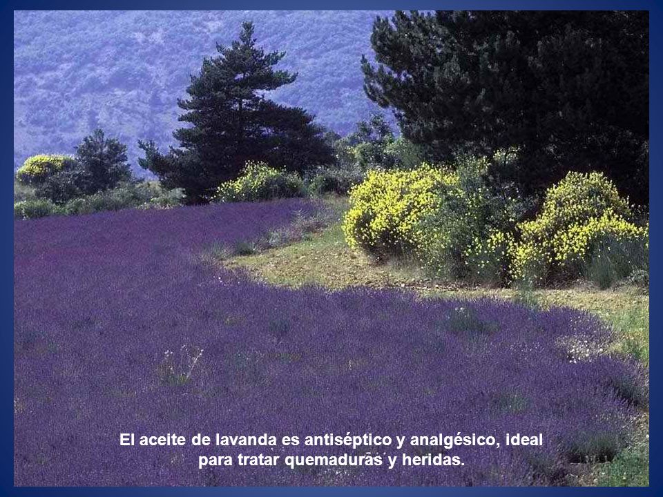 El aceite de lavanda es antiséptico y analgésico, ideal para tratar quemaduras y heridas.