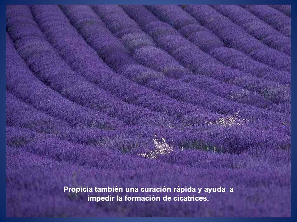 Propicia también una curación rápida y ayuda a impedir la formación de cicatrices.