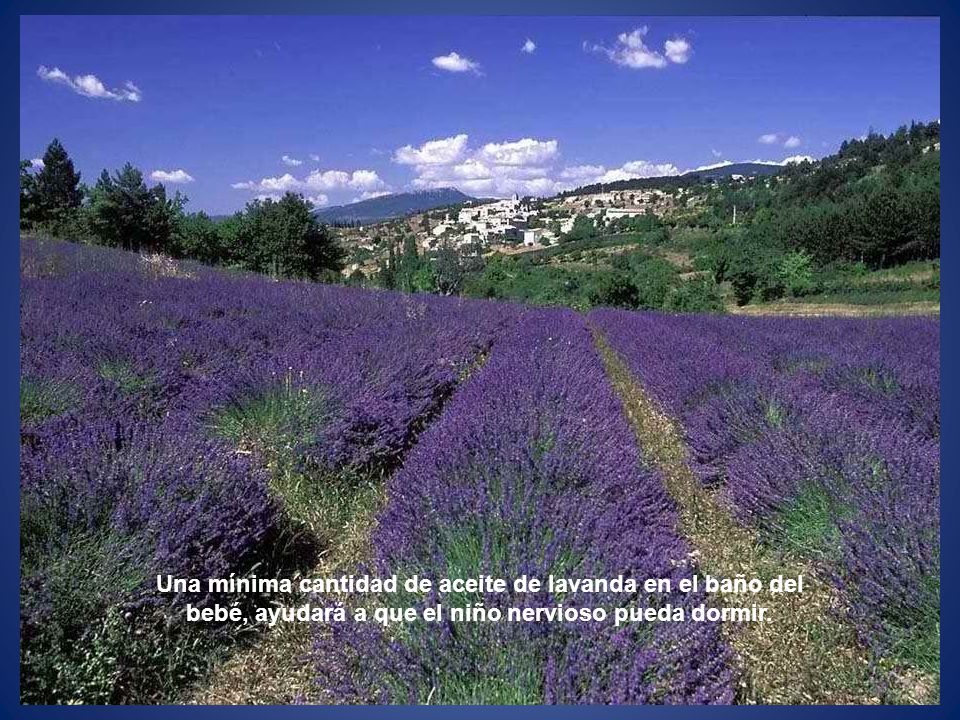 Una mínima cantidad de aceite de lavanda en el baño del bebé, ayudará a que el niño nervioso pueda dormir.