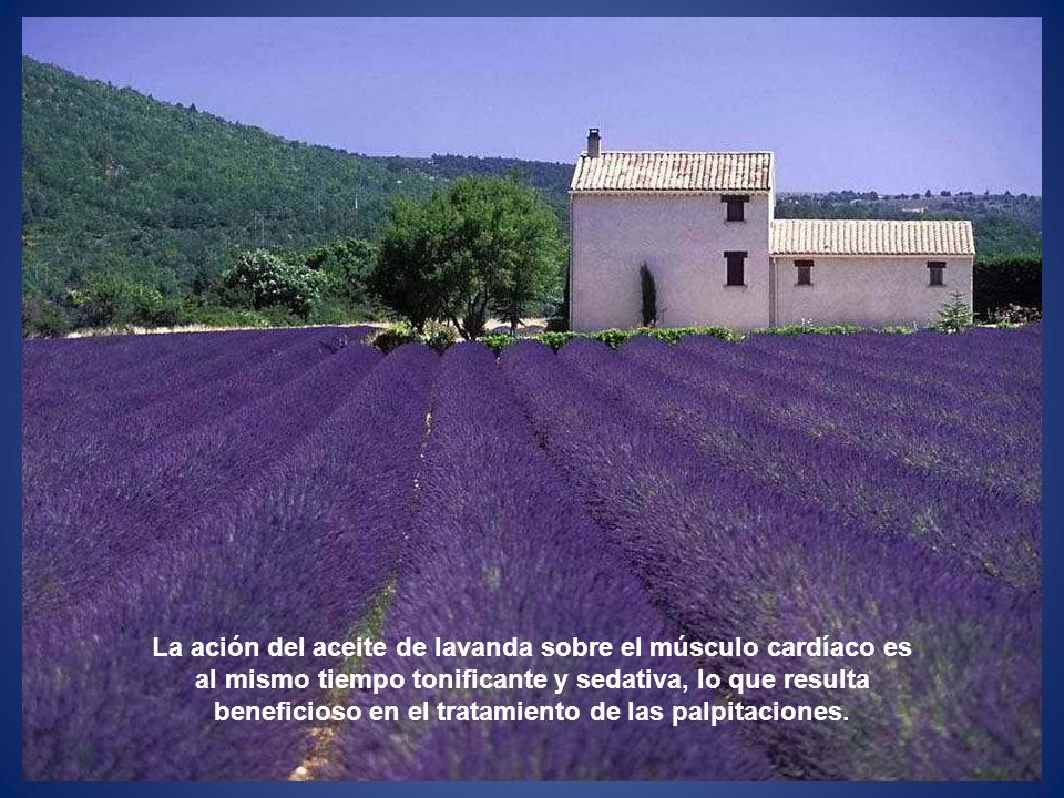 La ación del aceite de lavanda sobre el músculo cardíaco es al mismo tiempo tonificante y sedativa, lo que resulta beneficioso en el tratamiento de las palpitaciones.
