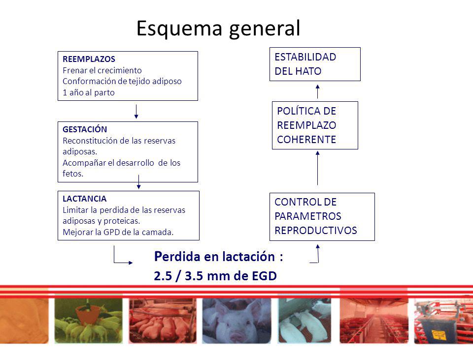 Esquema general Perdida en lactación : 2.5 / 3.5 mm de EGD