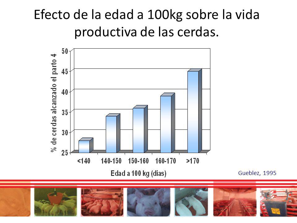 Efecto de la edad a 100kg sobre la vida productiva de las cerdas.