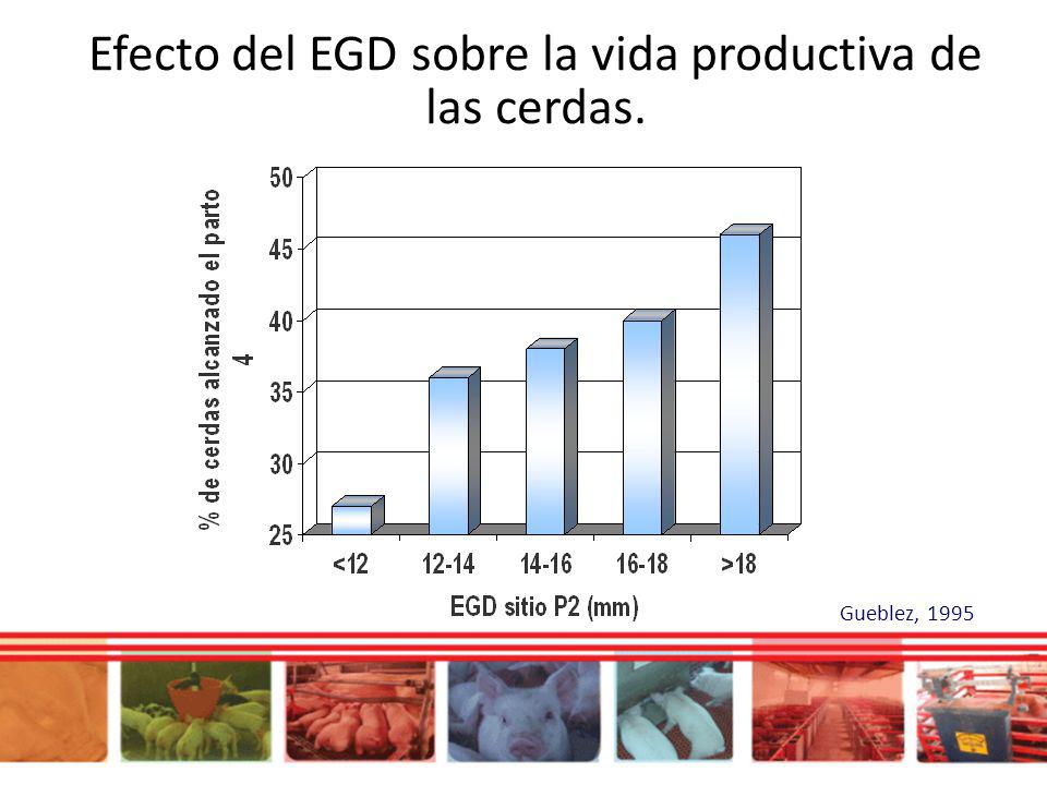 Efecto del EGD sobre la vida productiva de las cerdas.