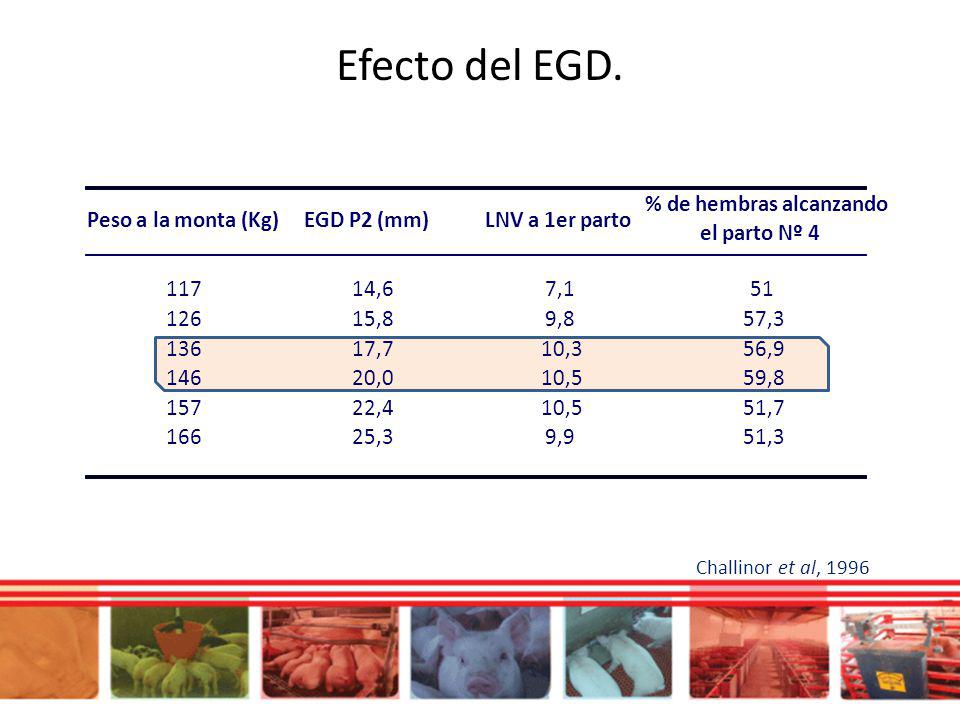 Efecto del EGD. Peso a la monta (Kg) EGD P2 (mm) LNV a 1er parto