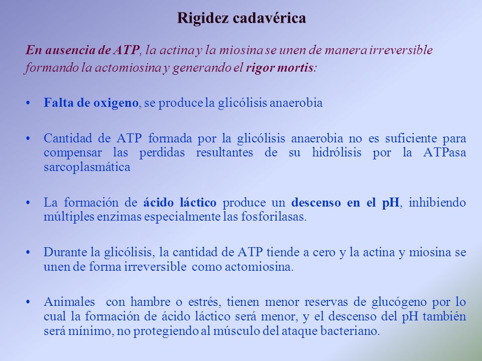 Rigidez cadavérica En ausencia de ATP, la actina y la miosina se unen de manera irreversible. formando la actomiosina y generando el rigor mortis: