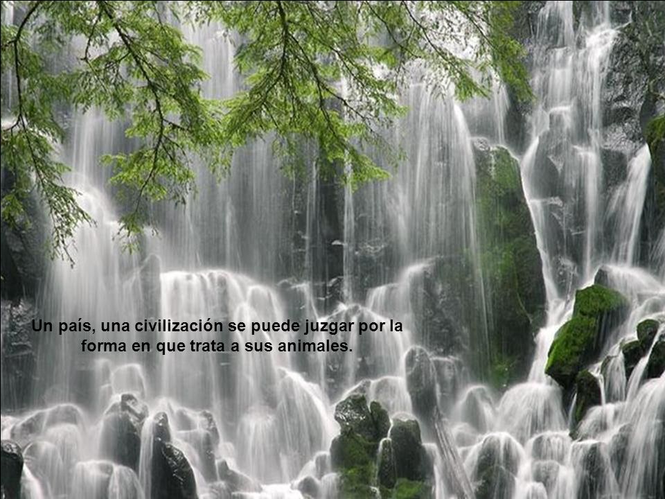 Un país, una civilización se puede juzgar por la forma en que trata a sus animales.