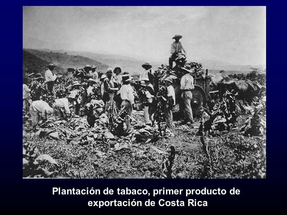 Plantación de tabaco, primer producto de exportación de Costa Rica