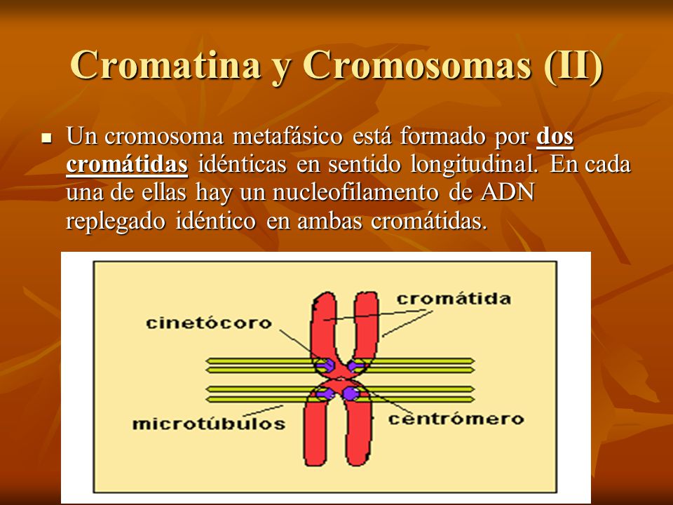 Cromatina y Cromosomas (II)