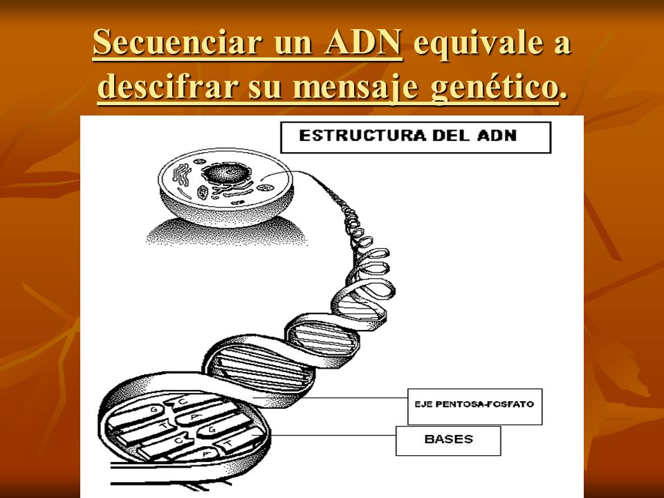 Secuenciar un ADN equivale a descifrar su mensaje genético.