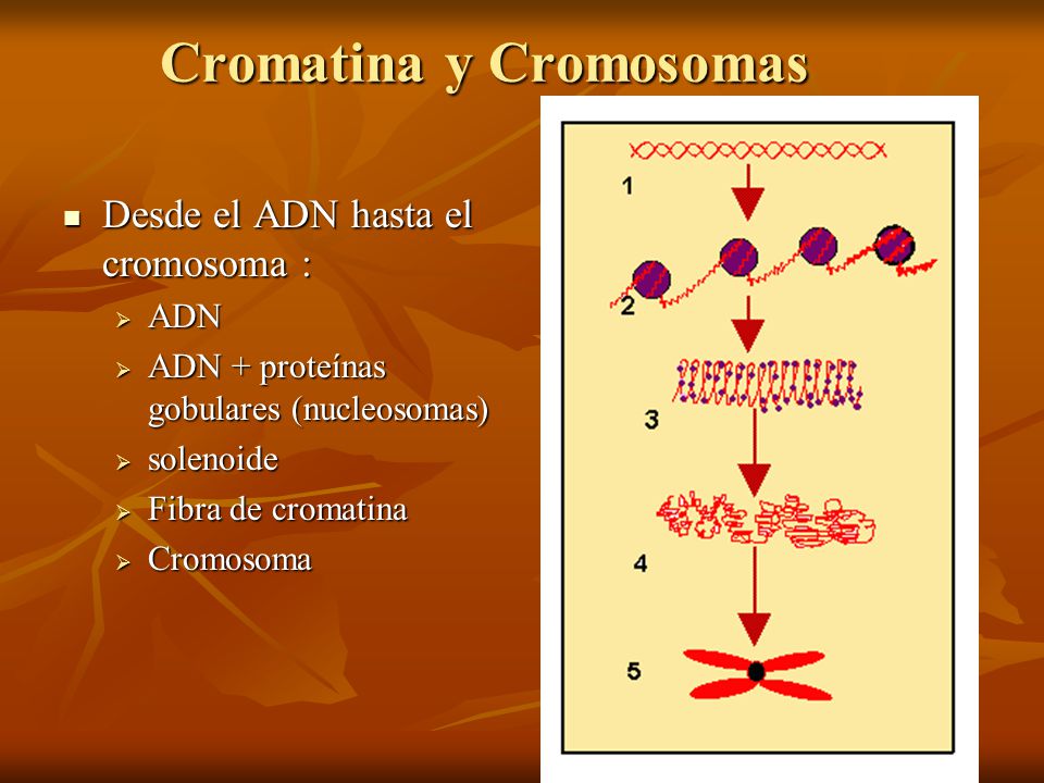 Cromatina y Cromosomas