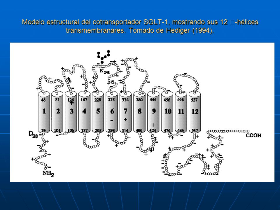 Modelo estructural del cotransportador SGLT-1, mostrando sus 12 -hélices transmembranares.