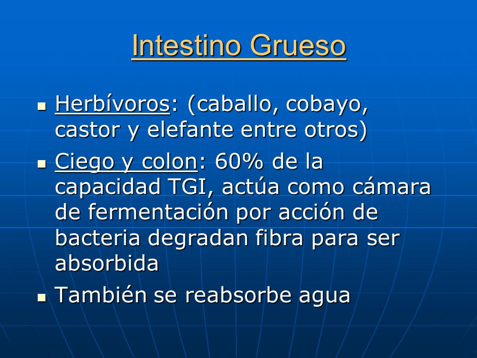 Intestino Grueso Herbívoros: (caballo, cobayo, castor y elefante entre otros)