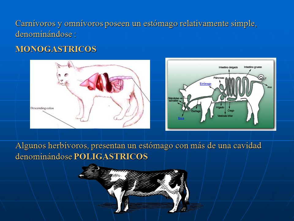 Carnívoros y omnívoros poseen un estómago relativamente simple, denominándose :