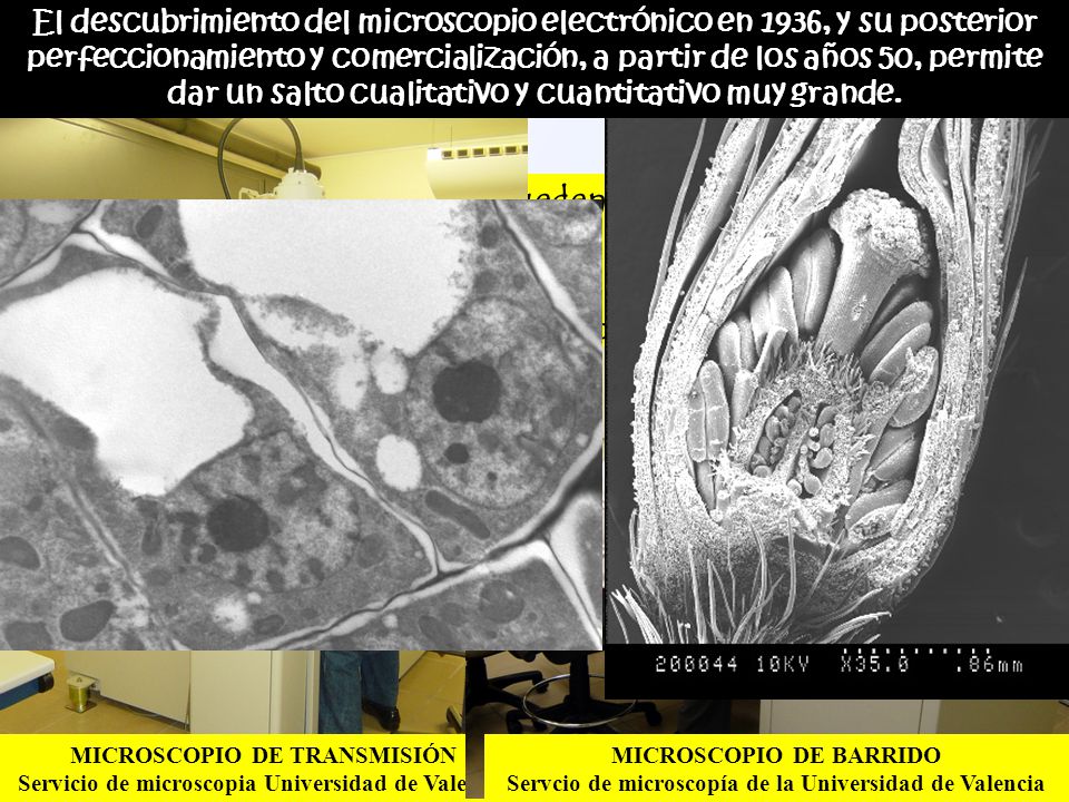 Los microscopios electrónicos pueden ser de dos tipos: