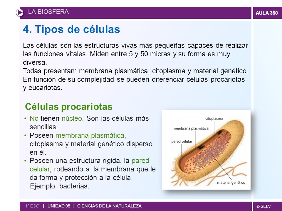 4. Tipos de células Células procariotas