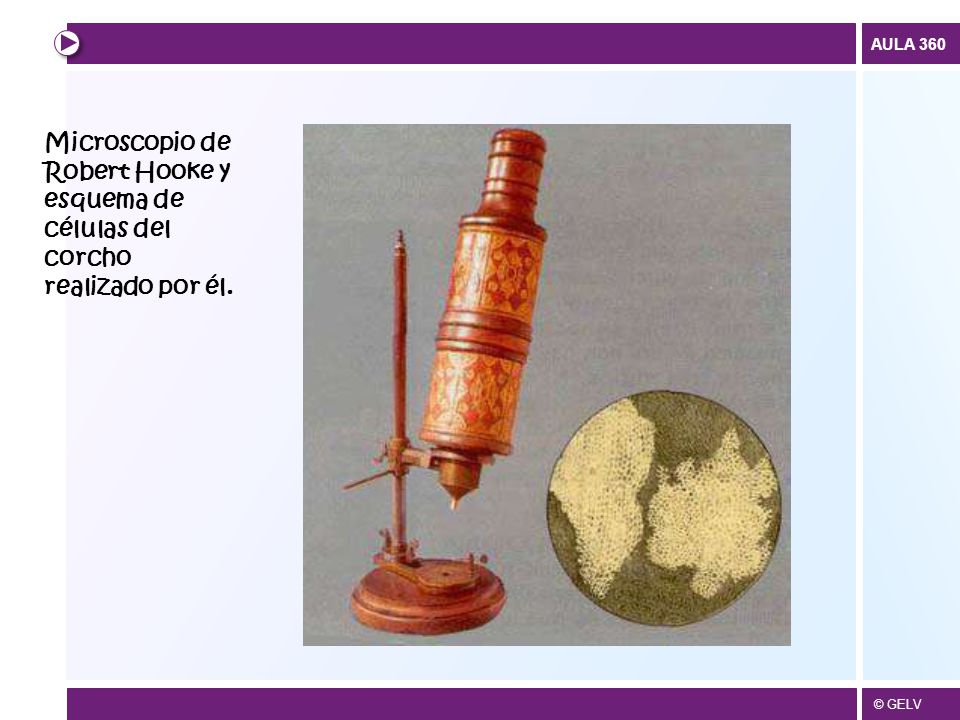 Microscopio de Robert Hooke y esquema de células del corcho realizado por él.