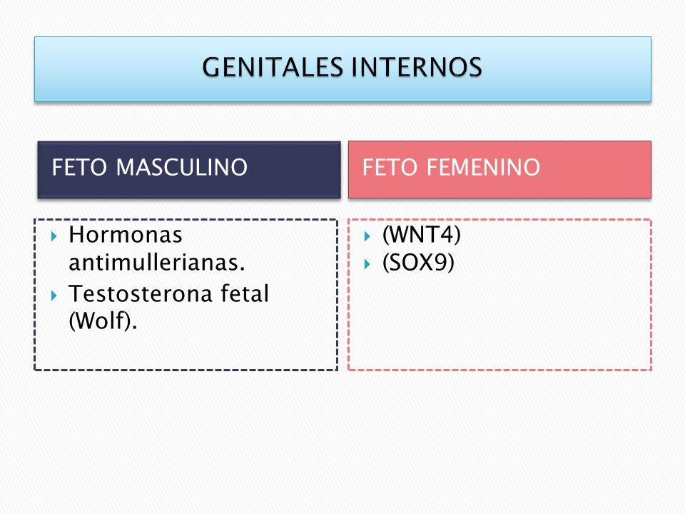 GENITALES INTERNOS FETO MASCULINO FETO FEMENINO