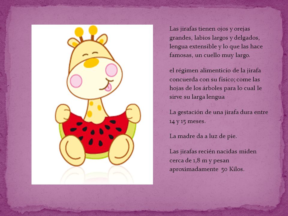 Las jirafas tienen ojos y orejas grandes, labios largos y delgados, lengua extensible y lo que las hace famosas, un cuello muy largo.