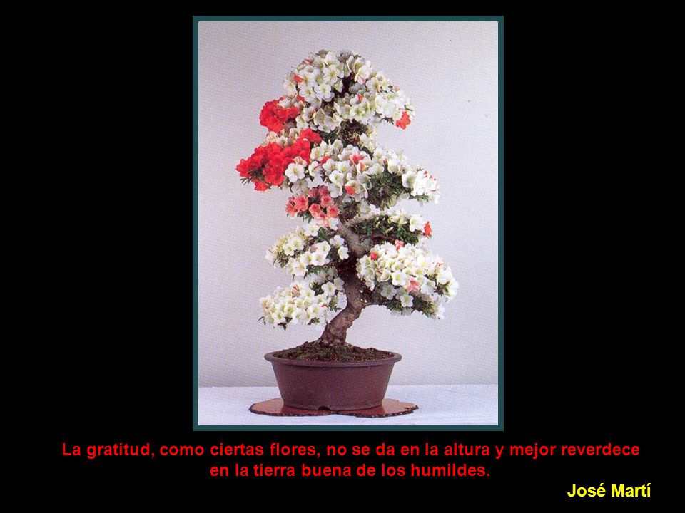 La gratitud, como ciertas flores, no se da en la altura y mejor reverdece en la tierra buena de los humildes.