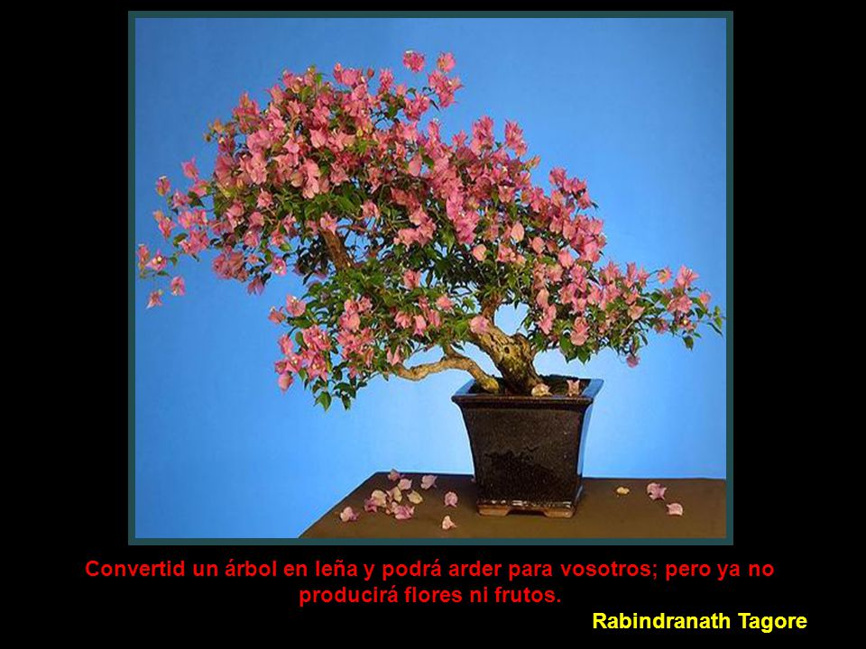 Convertid un árbol en leña y podrá arder para vosotros; pero ya no producirá flores ni frutos.