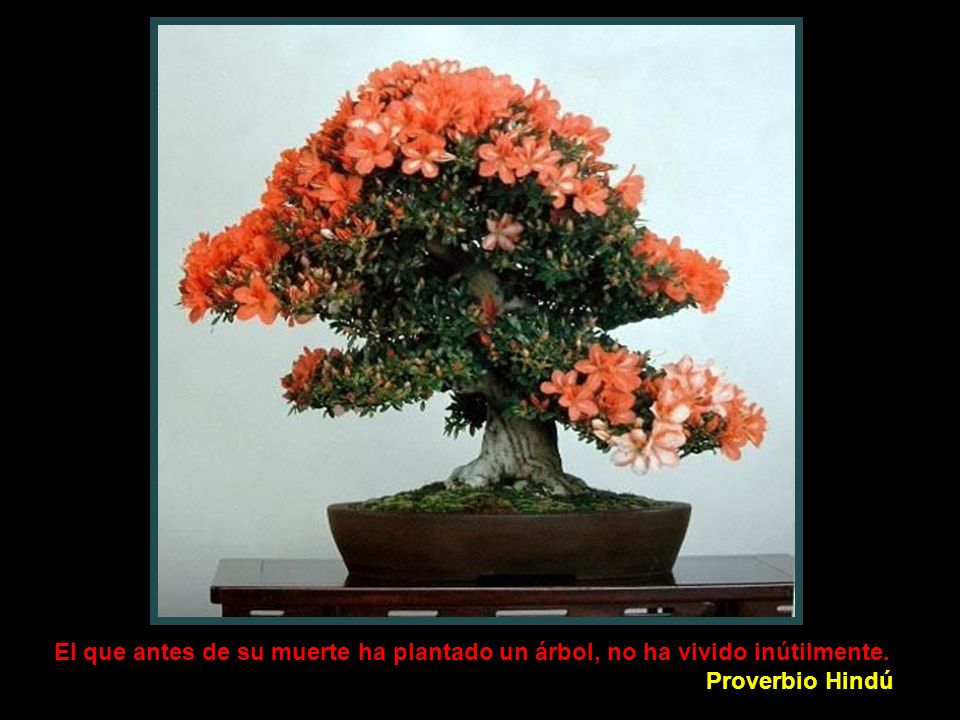 El que antes de su muerte ha plantado un árbol, no ha vivido inútilmente.