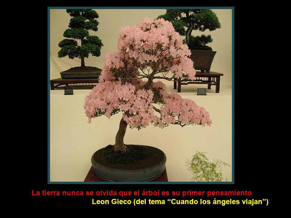 La tierra nunca se olvida que el árbol es su primer pensamiento