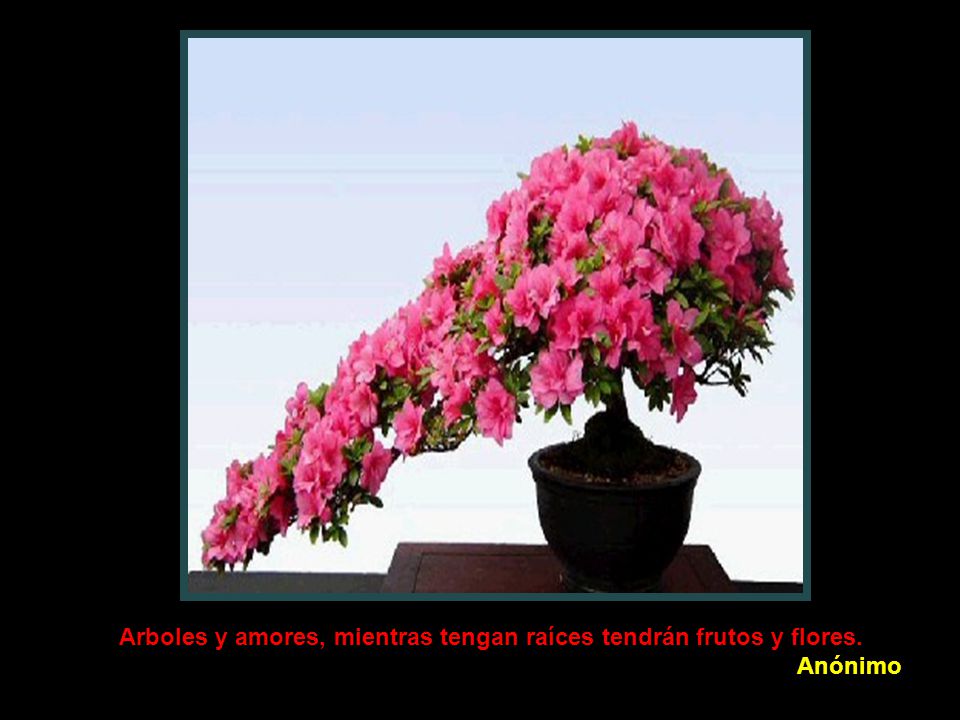 Arboles y amores, mientras tengan raíces tendrán frutos y flores.