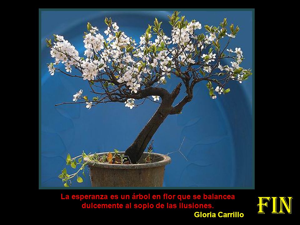 Fin La esperanza es un árbol en flor que se balancea