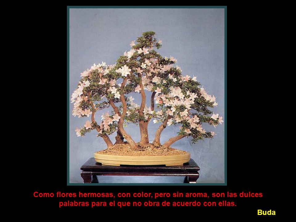 Como flores hermosas, con color, pero sin aroma, son las dulces palabras para el que no obra de acuerdo con ellas.