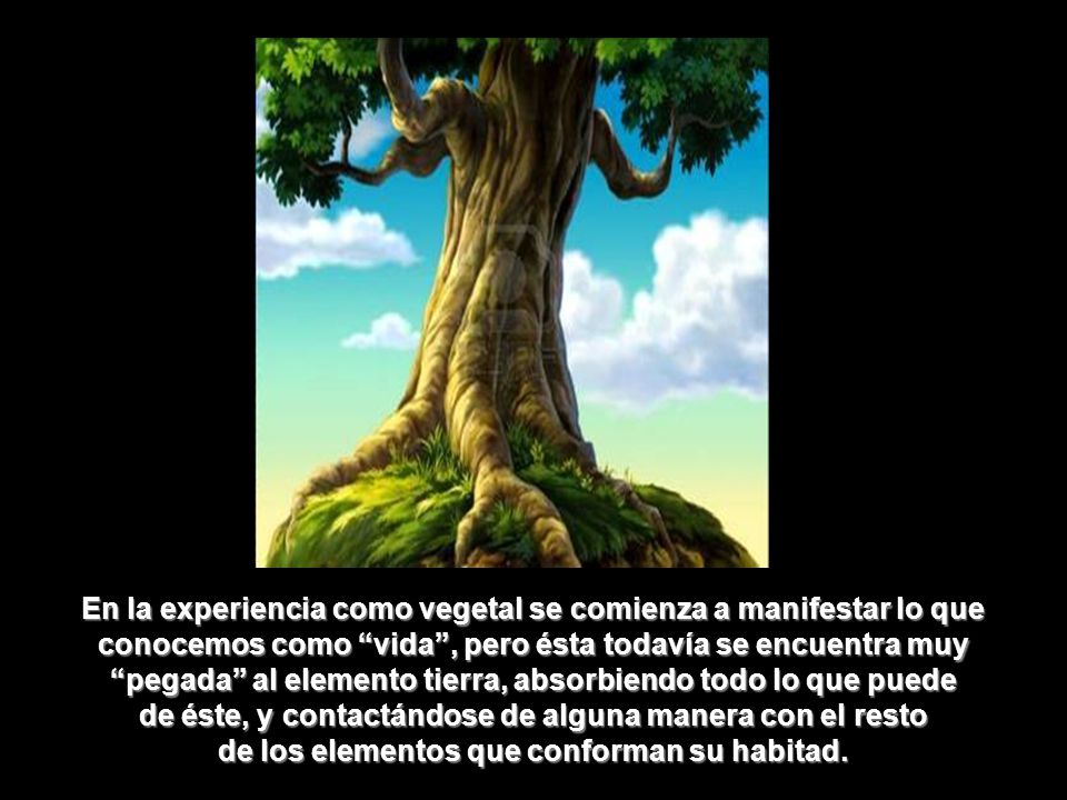 En la experiencia como vegetal se comienza a manifestar lo que conocemos como vida , pero ésta todavía se encuentra muy pegada al elemento tierra, absorbiendo todo lo que puede de éste, y contactándose de alguna manera con el resto de los elementos que conforman su habitad.