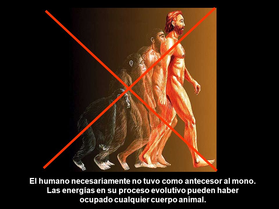 El humano necesariamente no tuvo como antecesor al mono